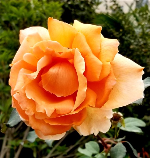 This one reminded me of Tropicana, my favorite rose.