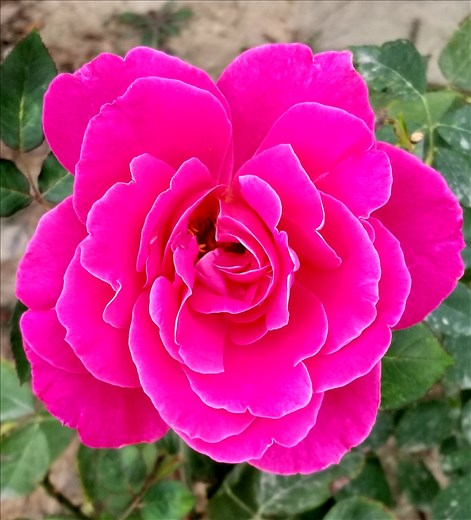 A hot pink rose outside the restaurant.