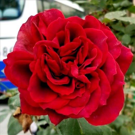 And, the red one was my roommates favorite. How can you go wrong with a red rose? I think because so many in China live in high-rises, they especially like to make gardens wherever possible.