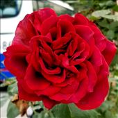 And, the red one was my roommates favorite. How can you go wrong with a red rose? I think because so many in China live in high-rises, they especially like to make gardens wherever possible.: by suziqtn, Views[253]