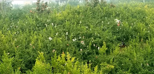 They placed plastic bags over the fruit on the trees, creating a greenhouse effect and (partially, at least) protecting the fruit from pesticides.