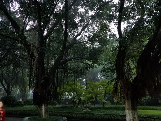 We got up very early one morning to go to the zoo in Chongqing to see the pandas. The gardens there were absolutely stunning.
