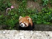 This lesser panda was about 100 feet away, but as soon as he saw us coming, he ran over to the wall where we were standing and watched us as closely as we were watching him.: by suziqtn, Views[441]