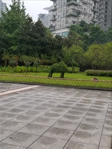 Here's a closer look at a camel topiary.