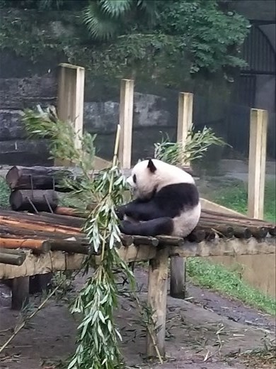 Of course, the main attraction for everyone were the pandas. This was my favorite one of one of them chowing down on bamboo. Although there are over 50 varieties of bamboo, they only eat the arrow bamboo.