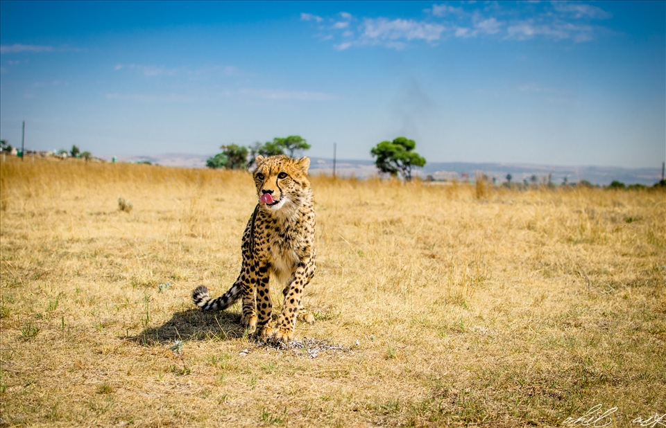 Looking for trouble! 