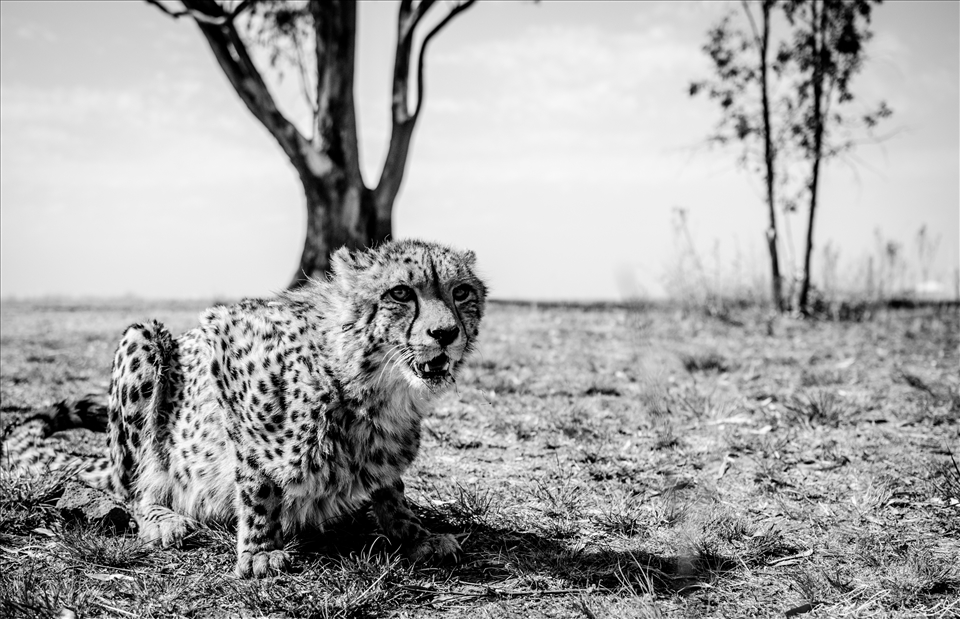 Breakfast on the Horizon