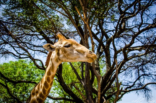 I'll stick my neck out for you, that