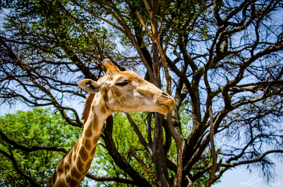 I'll stick my neck out for you, that