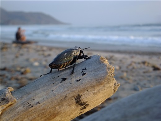 Waiting for the sunset