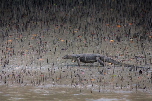 Monitor Lizard near the River Bank
