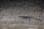 Monitor Lizard near the River Bank: by swaroop_photography, Views[346]
