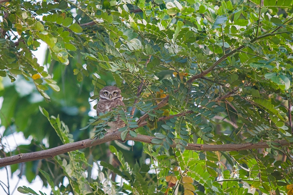 Indian Spotted Owlet Spotted ! 