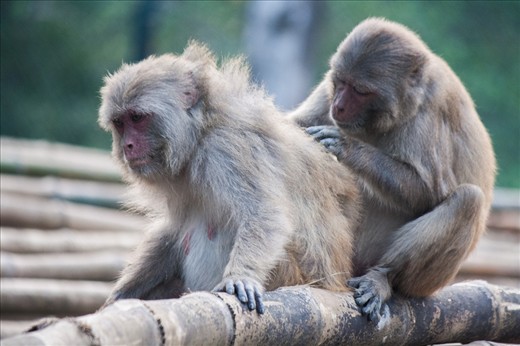 A helping hand - Indian Macaque 