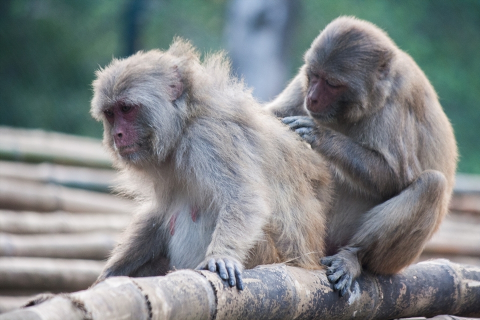 A helping hand - Indian Macaque 