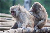 A helping hand - Indian Macaque : by swaroop_photography, Views[316]