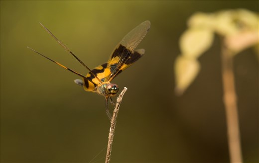 Dragon- and damselflies are found in huge number in the forests close to water