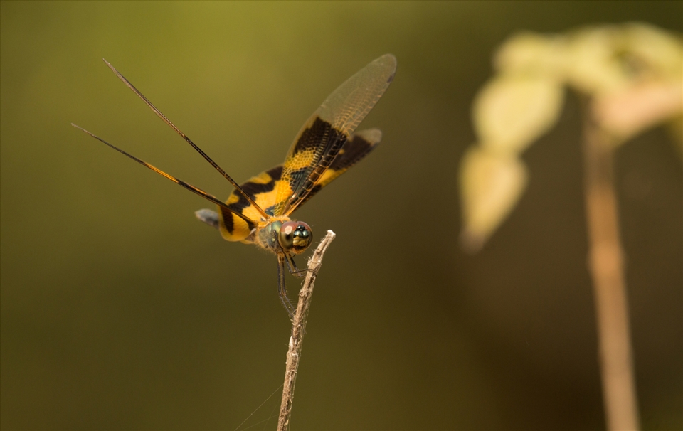 Dragon- and damselflies are found in huge number in the forests close to water