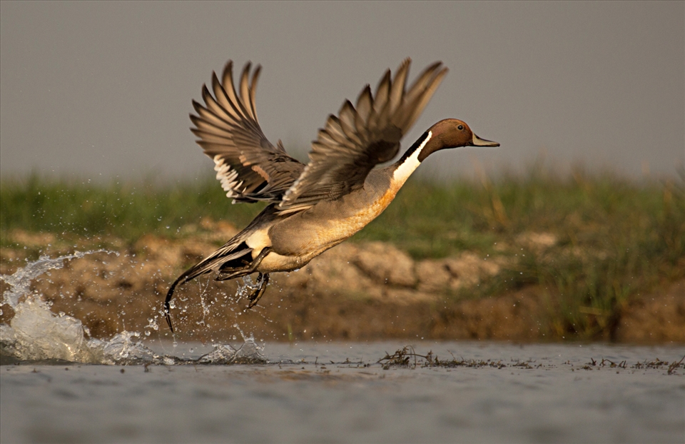 Northern Pintails are some of the many migratory birds found in Chilika lagoon