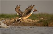 Northern Pintails are some of the many migratory birds found in Chilika lagoon: by swayamsiddha, Views[324]