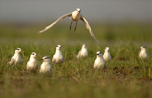 Whiskered Terns herd settle close to nets laid by locals to catch fish