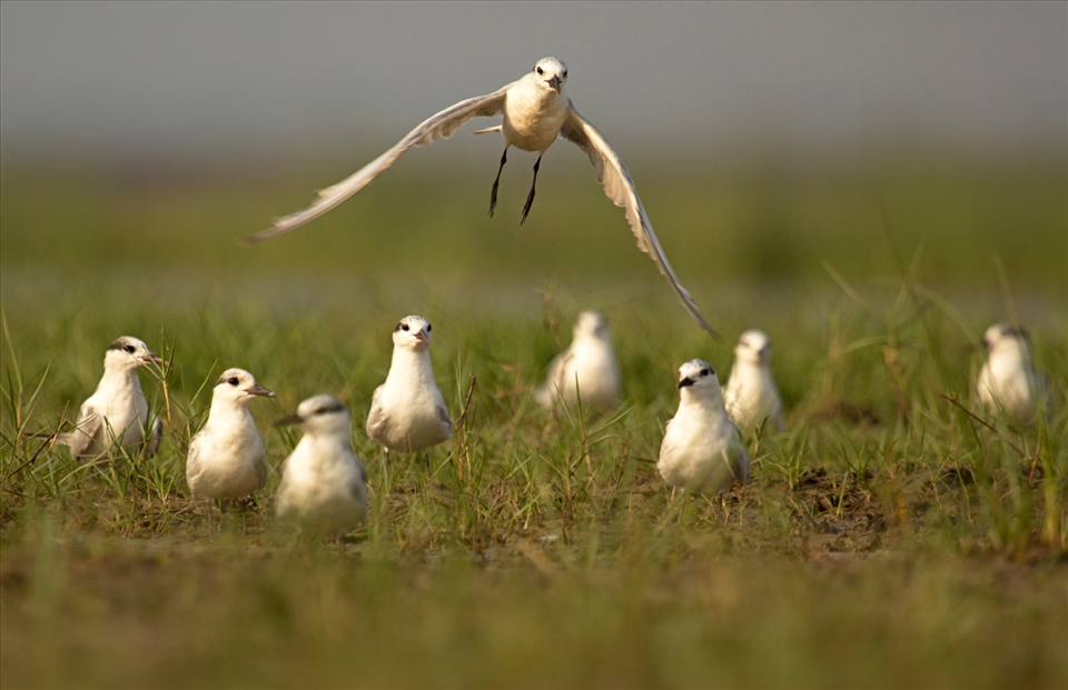 Whiskered Terns herd settle close to nets laid by locals to catch fish