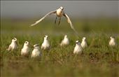 Whiskered Terns herd settle close to nets laid by locals to catch fish: by swayamsiddha, Views[194]