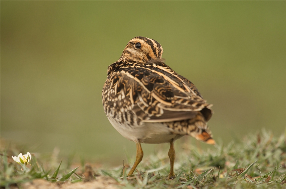 Snipe buries its head trying to hide in the reeds that dot the lagoon's borders
