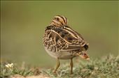 Snipe buries its head trying to hide in the reeds that dot the lagoon's borders: by swayamsiddha, Views[300]