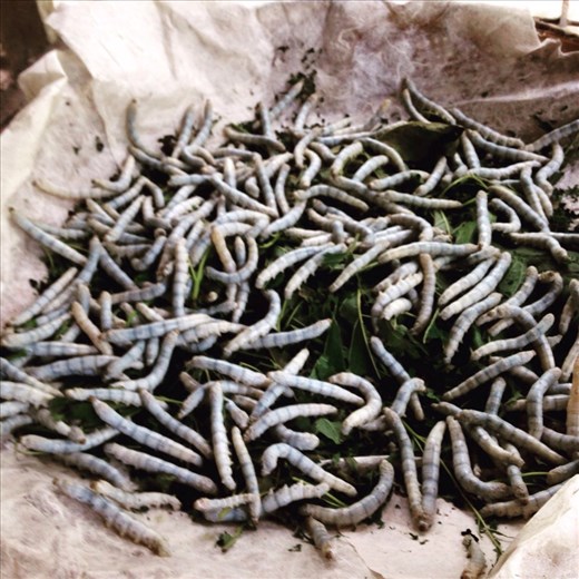 Silk worms 