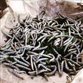 Silk worms : by sweetcheeks03, Views[179]