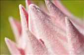 The King Protea (protea cynaroides), the national flower of South Africa.  