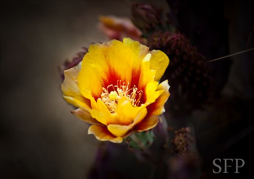 Prickly Pear Cactus Flower - Elgin, AZ