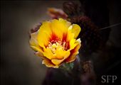 Prickly Pear Cactus Flower - Elgin, AZ: by swiftfamily, Views[106]
