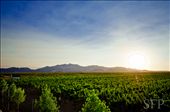 Flying Leap Vineyard - Kansas Settelment, AZ: by swiftfamily, Views[122]