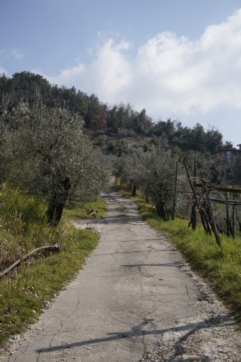 Vincenzo's olive trees