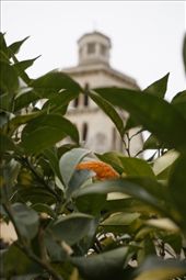 From the courtyard, orange and lemon trees : by swinginggirl, Views[362]