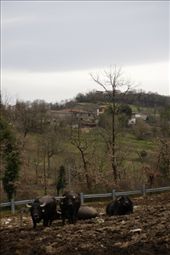 Bufala: by swinginggirl, Views[274]