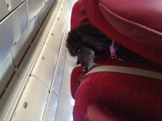 Service dog on the plane. She was very well behaved. 