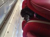 Service dog on the plane. She was very well behaved. : by swissmis23, Views[186]