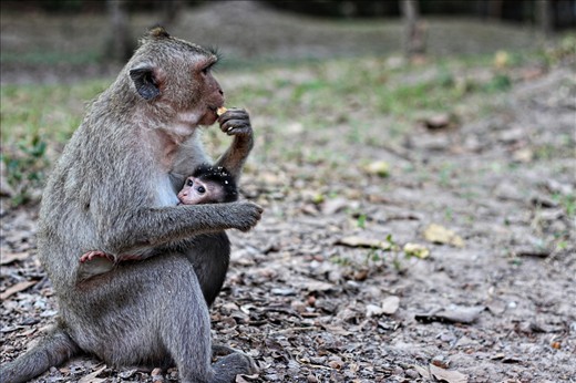The Trickle Effect: human feeding monkey - mother feeding child
