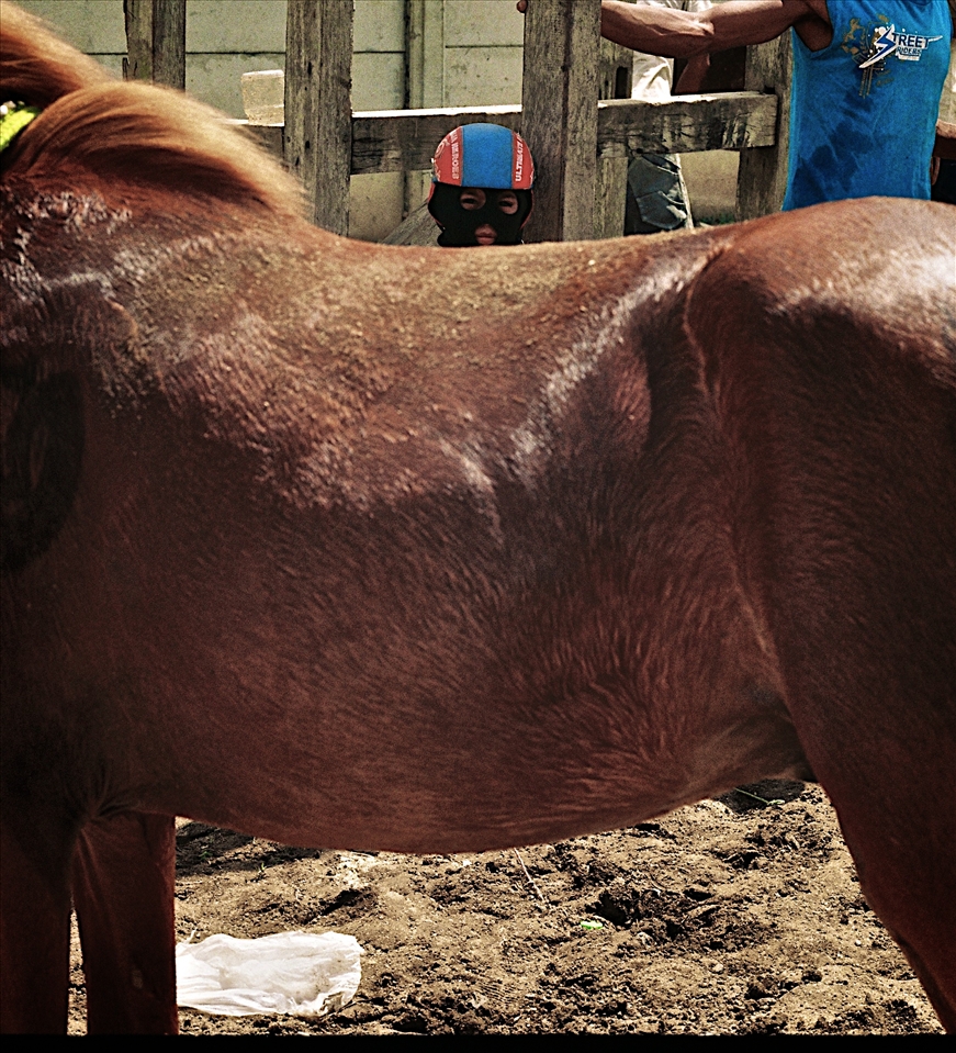 Sandlewood Ponies of Sumbawa are much shorter than their cousin the arabian horse. However, they remain powerful giants juxtaposed with the lean 8 year old rider.