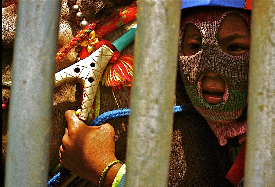 Everybody is tense, focused on outrunning, afraid of losing; adrenaline smell of man and beast stench behind the metal bars. Seconds and the gun will fire, gates will open and dust shall fill the vacuum. 