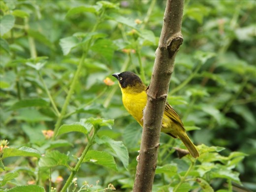 Bird to a rainbow: ''I..I ...I haven't seen any yellow''