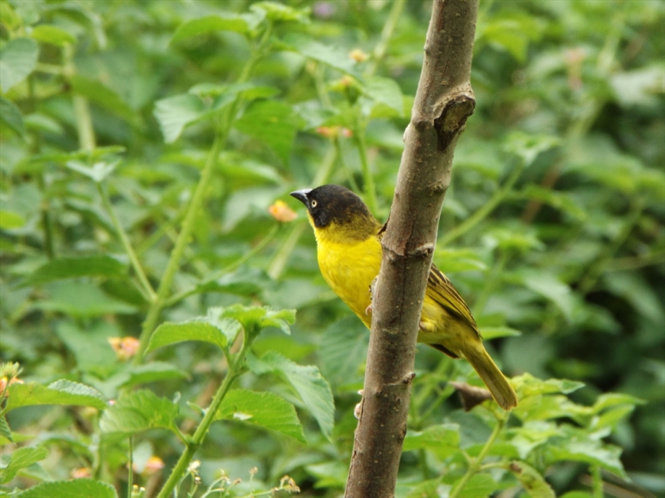 Bird to a rainbow: ''I..I ...I haven't seen any yellow''