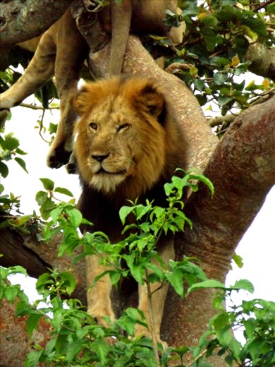 King allright, can't see a bloody thing in this rain