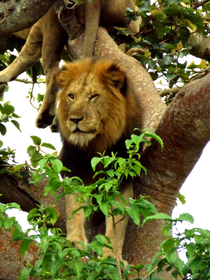 King allright, can't see a bloody thing in this rain