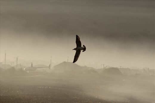A seabird navigates its landing through the haze on the shore. As a bird is a symbol of freedom and adventure it symbolizes the traveller through his journey, together they become linked. – Kiakoura, New Zealand