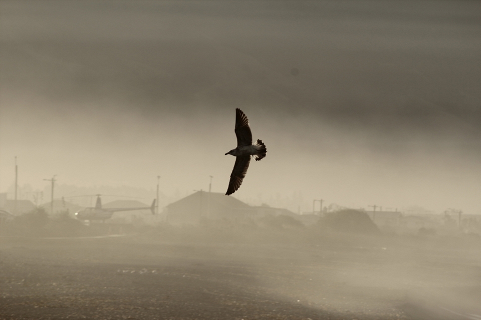 A seabird navigates its landing through the haze on the shore. As a bird is a symbol of freedom and adventure it symbolizes the traveller through his journey, together they become linked. – Kiakoura, New Zealand