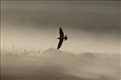A seabird navigates its landing through the haze on the shore. As a bird is a symbol of freedom and adventure it symbolizes the traveller through his journey, together they become linked. – Kiakoura, New Zealand: by taigentrips, Views[846]